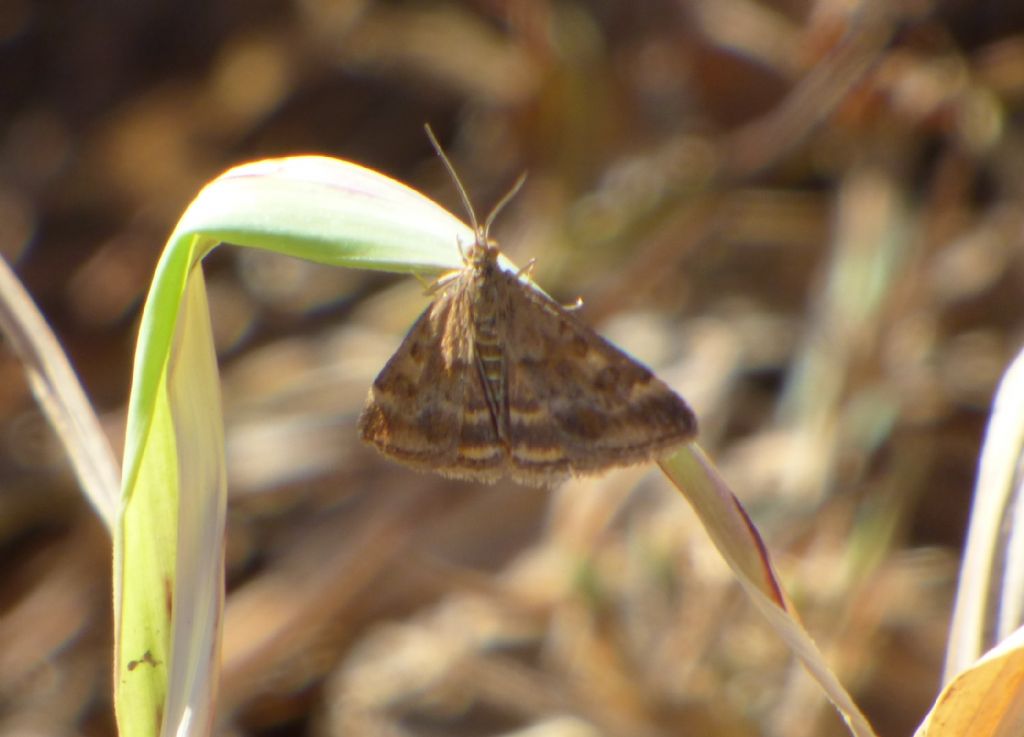 Farfalla da indentificare - Pyrausta despicata, Crambidae